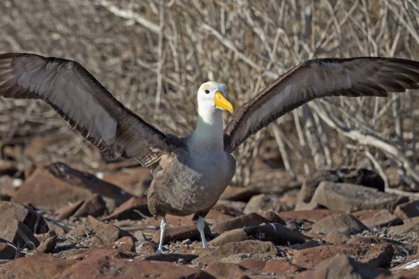 2016-12-10-waved-albatross-1315E2EEEC93-5EEF-996D-C853-3DC3974156F9.jpg