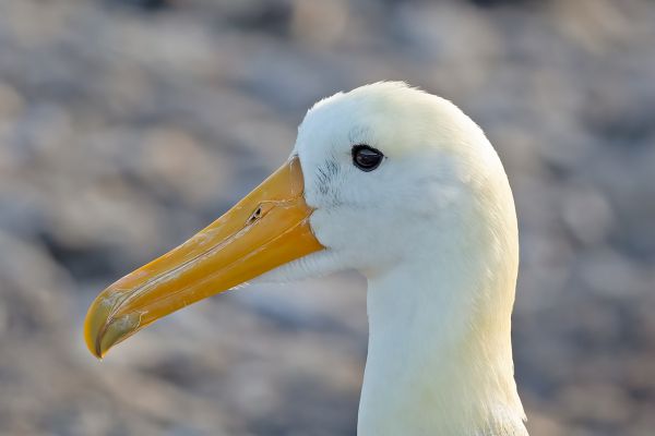 2016-12-10-waved-albatross-137338D2FAE4-15EF-C739-F2FC-515842401C9E.jpg