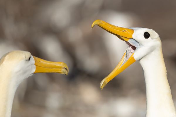 2016-12-10-waved-albatross-15482EB93F1A-C644-5082-FBBE-7CED9A7D90CB.jpg
