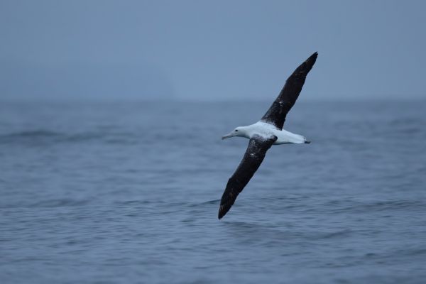 2019-03-04-southern-royal-albatross-00017920638C-0F94-9A34-F76A-36558B536341.jpg