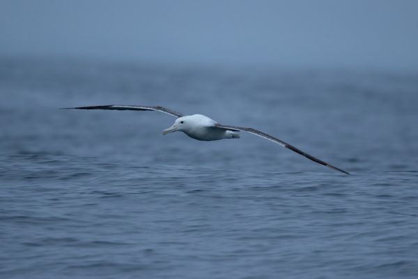2019-03-04-southern-royal-albatross-0007B413D9D0-95F3-B59E-22EC-FE0368327CA4.jpg