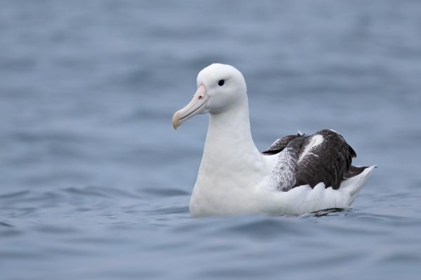 2019-03-04-southern-royal-albatross-005601B061D0-81AB-A103-5195-18098F9527BC.jpg