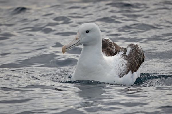 2019-03-11-southern-royal-albatross-00041B244010-6D18-7A37-66D1-FAC95D9A0933.jpg