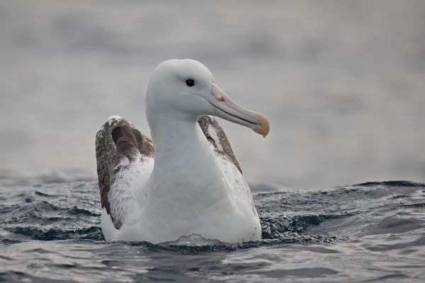 2019-03-11-southern-royal-albatross-0010CF3E9D85-CC61-8CFF-5C7F-B15F66E19C2C.jpg