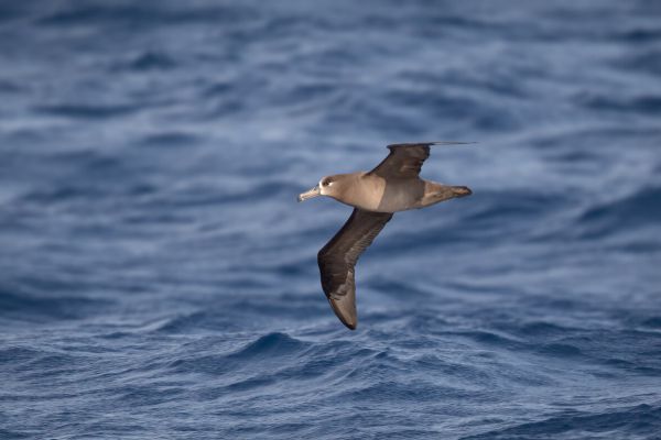 2019-04-10-black-footed-albatross-002244C3BA49-E05E-4A39-3E27-CAA19D637A9C.jpg
