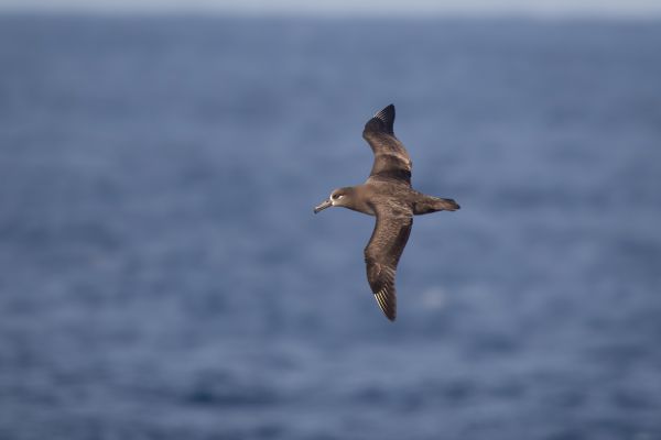 2019-04-10-black-footed-albatross-0030-28598D089-A16D-7E24-5F27-81FDD7E7EF12.jpg