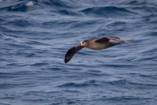2019-04-10-black-footed-albatross-00349D0A13D1-EE2E-AFCB-E20E-6C2D14B4031A.jpg