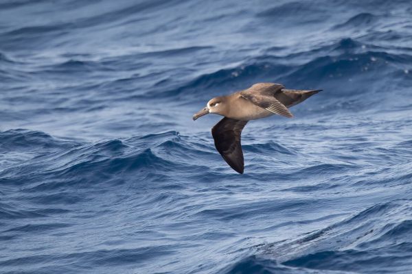 2019-04-10-black-footed-albatross-0038327A5E2F-BE01-E661-BD40-D14AF76B06D8.jpg
