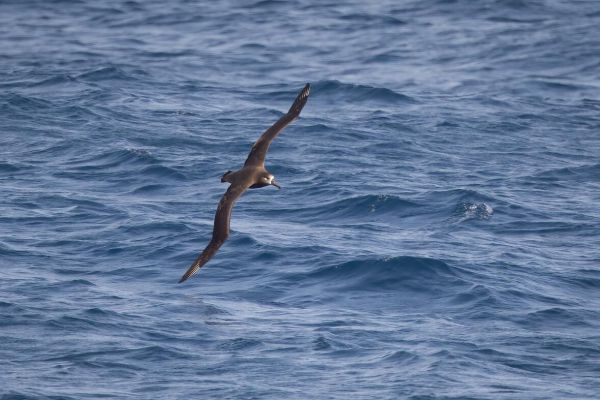 2019-04-10-black-footed-albatross-0060E50FC380-AB7C-4208-9A72-417B8CB085A3.jpg
