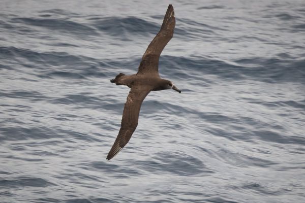 2019-04-12-black-footed-albatross-0006DF1DF4FE-B65C-E349-6229-1C951107EC0A.jpg