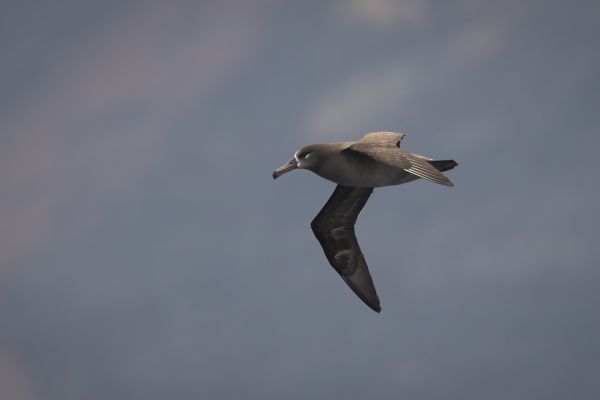 2019-04-12-black-footed-albatross-0129EC9ADC2F-0971-B928-F838-331A71A40FDB.jpg