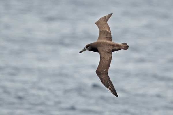 2019-04-12-black-footed-albatross-0133D2BB577A-7E76-C485-9C0F-323F6A8B9007.jpg