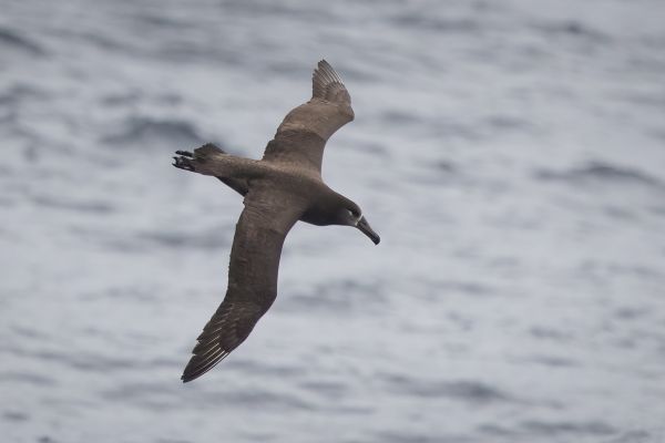 2019-04-12-black-footed-albatross-01782141CEA9-03DD-AB8D-8D7E-E9CA1BD7F5C3.jpg