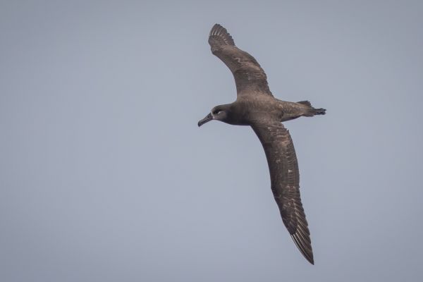 2019-04-12-black-footed-albatross-0186FD682B87-CB10-C4FD-CC3D-A7D2D815F3B8.jpg