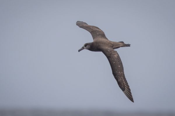 2019-04-12-black-footed-albatross-01884EBBF684-8425-9335-C652-018BD35A05D0.jpg