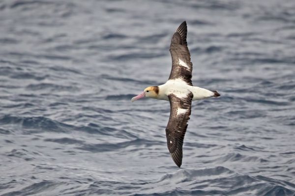 2019-04-12-short-tailed-albatross-0070418C5C64-843A-DC1C-4473-9728CB9FDF7E.jpg