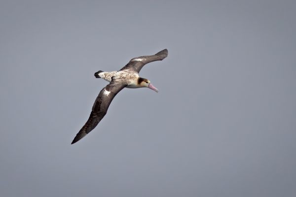 2019-04-12-short-tailed-albatross-008952451067-3027-E3B8-594B-DE263782EA54.jpg