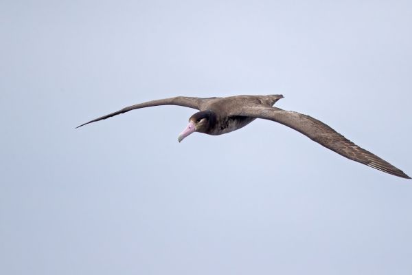 2019-04-12-short-tailed-albatross-011690A4E81F-0173-D504-E15E-1461F1CACD56.jpg
