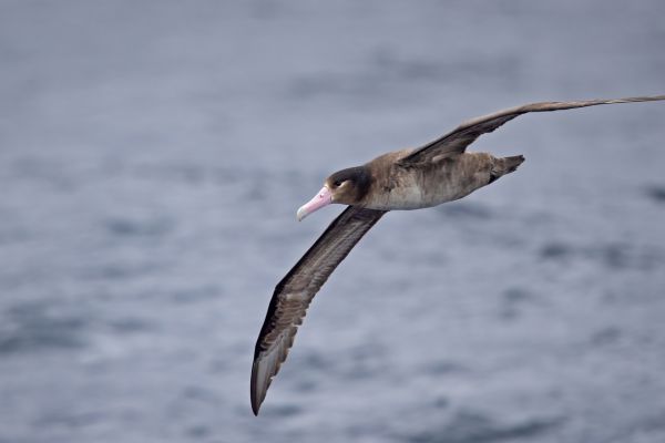 2019-04-12-short-tailed-albatross-0122C9A26F0C-7F50-51D7-66E1-94006952A373.jpg