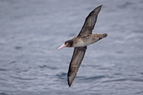 2019-04-12-short-tailed-albatross-0124-261EAD35C-4C33-550E-4814-423EDC6C6E03.jpg