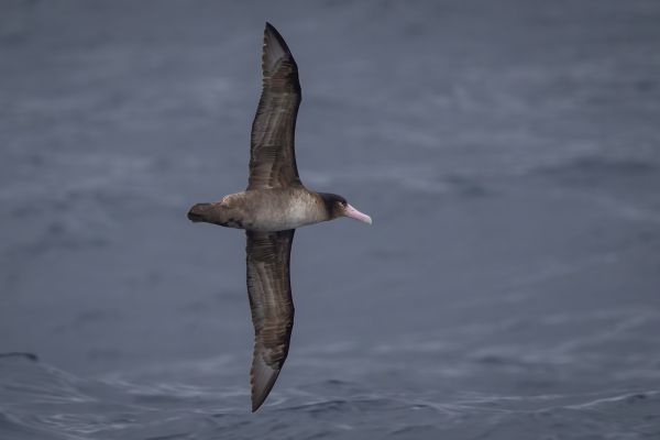 2019-04-12-short-tailed-albatross-0159EE57B143-FCF5-789E-1007-190EA7648198.jpg