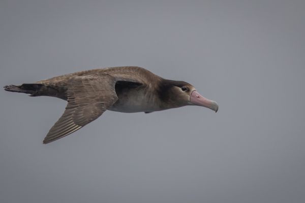 2019-04-12-short-tailed-albatross-01767DE9FF69-915D-47DE-B388-A07E5131A218.jpg