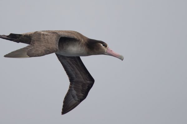 2019-04-12-short-tailed-albatross-018239E146BF-5F83-75C3-FC87-04424230FB26.jpg