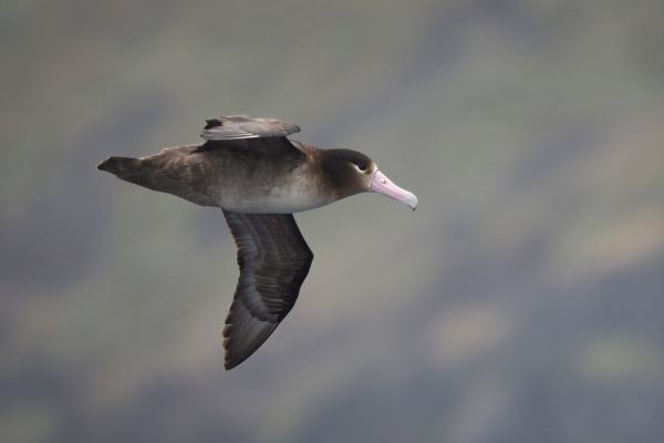2019-04-12-short-tailed-albatross-01926D5A665D-152A-68EC-3026-1FC6B7761374.jpg