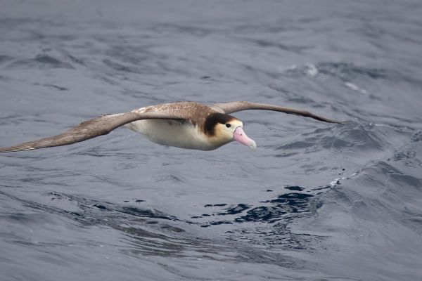 2019-04-12-short-tailed-albatross-0244366F05D6-6C19-8E8F-5D69-A0D97B578161.jpg