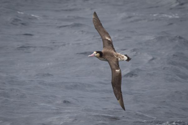 2019-04-12-short-tailed-albatross-0266032F820B-CA07-7373-F474-FDAC132E69F0.jpg