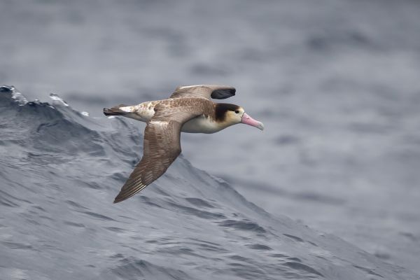 2019-04-12-short-tailed-albatross-0287-213D348C8-B249-1453-F029-E4A56CB68D3F.jpg