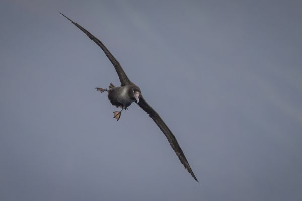 2019-04-12-short-tailed-albatross-0368DA57FC61-7D71-F153-2536-5CCF4FCE6F36.jpg