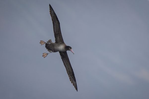 2019-04-12-short-tailed-albatross-0376170FD1A1-2FA1-981B-A8BE-78944072C3EF.jpg