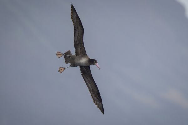 2019-04-12-short-tailed-albatross-03777AD07ECC-52AD-2450-0A47-2E81725B9939.jpg