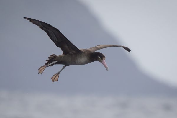 2019-04-12-short-tailed-albatross-03830F474381-943A-1441-A3B3-692C9589D847.jpg