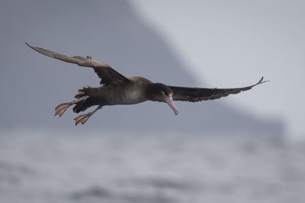2019-04-12-short-tailed-albatross-038484D0F2AC-FD34-7E47-6E57-9B9DB51F9364.jpg