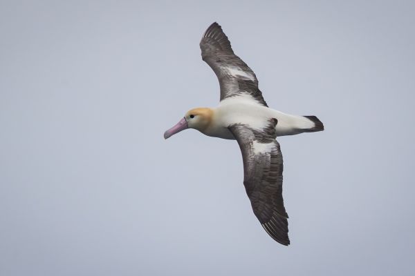 2019-04-12-short-tailed-albatross-051129A5A8F0-8457-C7CE-95DF-1BF6CD01E146.jpg