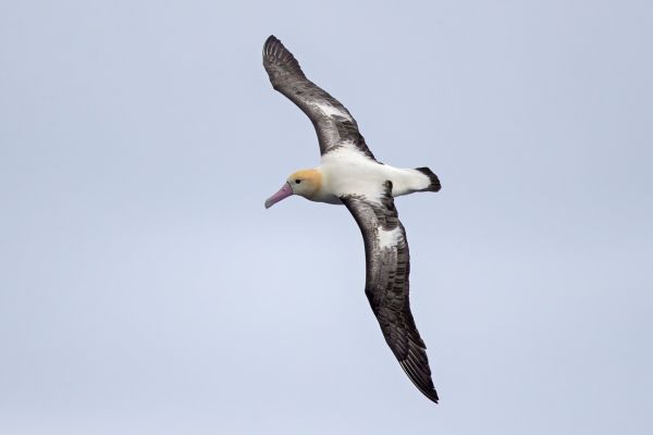 2019-04-12-short-tailed-albatross-0519C12CD1EE-4C11-895E-6F68-2B64185CEF89.jpg
