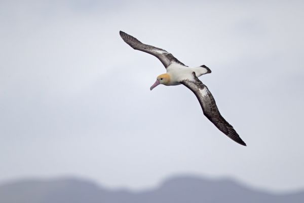 2019-04-12-short-tailed-albatross-0522D8AAEF52-A466-A0F9-9E93-93AA996A5D01.jpg