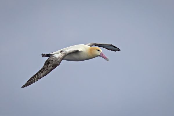2019-04-12-short-tailed-albatross-05741AF45D96-8CEF-62A1-2C2D-9395DDF5E87D.jpg