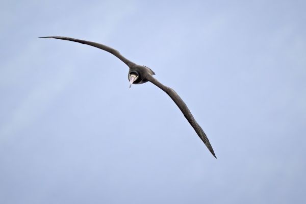 2019-04-12-short-tailed-albatross-05962C23DEB3-A616-BD33-DD65-A0C935680460.jpg