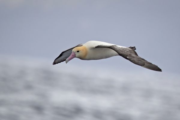 2019-04-12-short-tailed-albatross-063414123C22-DEF1-C362-ED0E-2135694473DF.jpg
