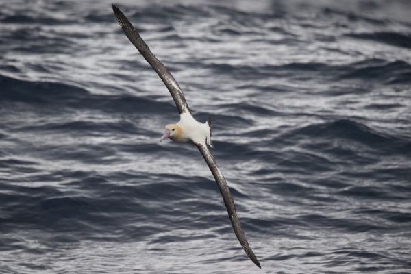 2019-04-12-short-tailed-albatross-0637C168CD5E-EAD7-0A1C-CE7B-0D3172179AAE.jpg