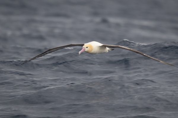 2019-04-12-short-tailed-albatross-0660BC2093EF-7E87-E595-F446-D88174DD0E53.jpg