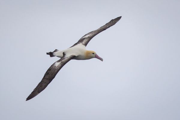 2019-04-12-short-tailed-albatross-0672CCA3490E-8812-7A80-56AC-76912CC49E24.jpg