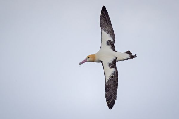 2019-04-12-short-tailed-albatross-07044438A4E3-C376-373A-E262-AFC132A51B13.jpg