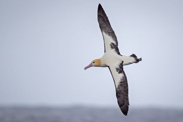 2019-04-12-short-tailed-albatross-0707AEEB0A2B-8BA6-0DF2-D88C-AC213AD92C23.jpg