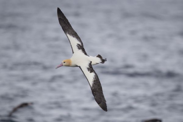 2019-04-12-short-tailed-albatross-071237F117F6-524F-5741-6B06-95825DD19E34.jpg