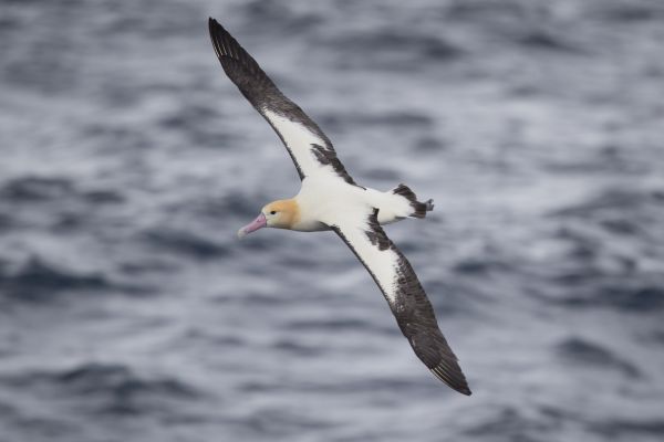 2019-04-12-short-tailed-albatross-0715-2BC90BC9D-B88F-6995-B172-F9E7D0A7AC5A.jpg