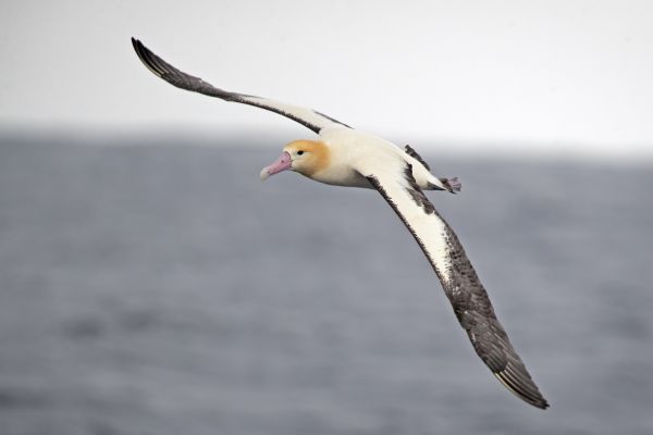 2019-04-12-short-tailed-albatross-07353444AF16-AE54-0475-79F0-AC33A990BEF3.jpg
